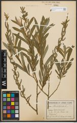 Foto von Salix purpurea L.